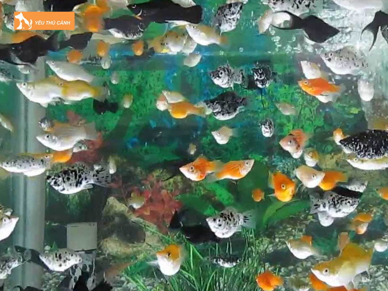 Nuoi-chung-ca-tran-chau-voi-ca-gi-thucanh