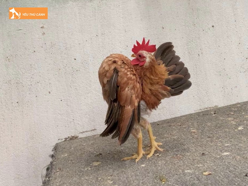 Nuoi-ga-serama-sinh-san-thucanh