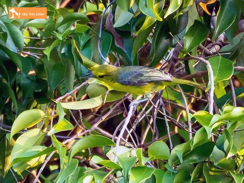 Phong-benh-cho-chim-huyt-co-thucanh