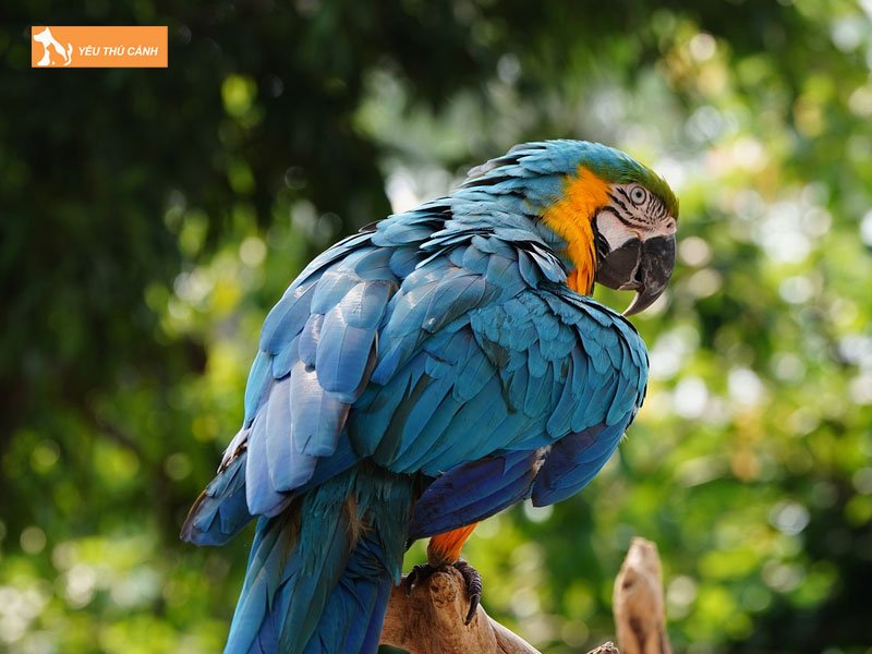 Phong-chua-benh-cho-vet-thucanh