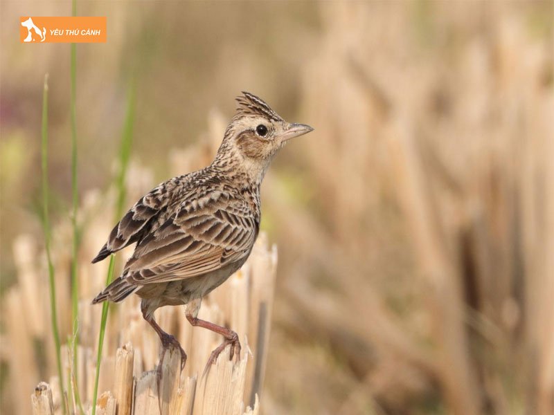 Phong-va-dieu-tri-benh-cho-son-ca-non-thucanh