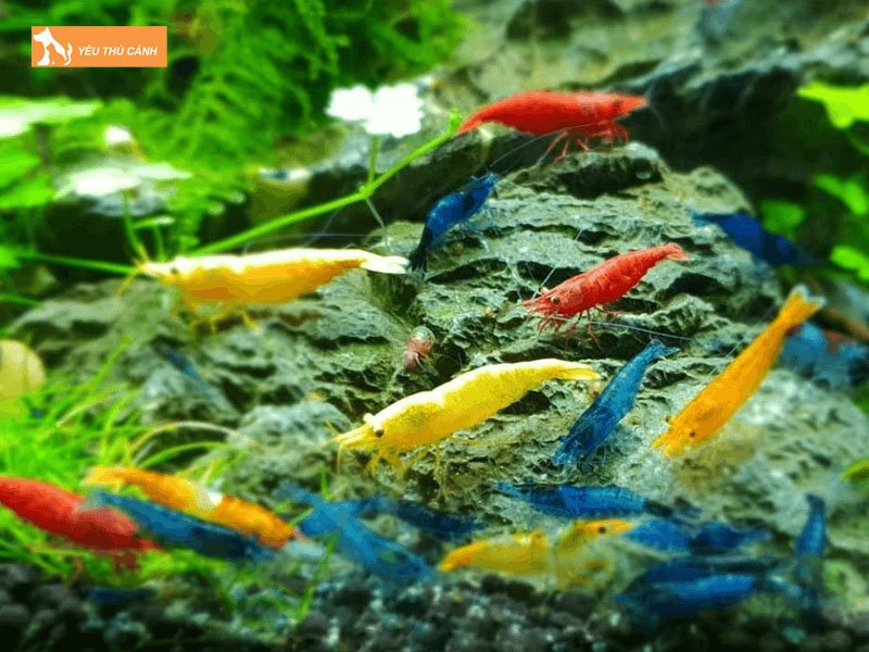 Tep-loan-mau-la-tep-gi-co-bao-nhieu-loai-thucanh