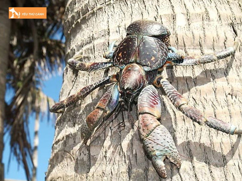 Thu-hoach-cua-thucanh