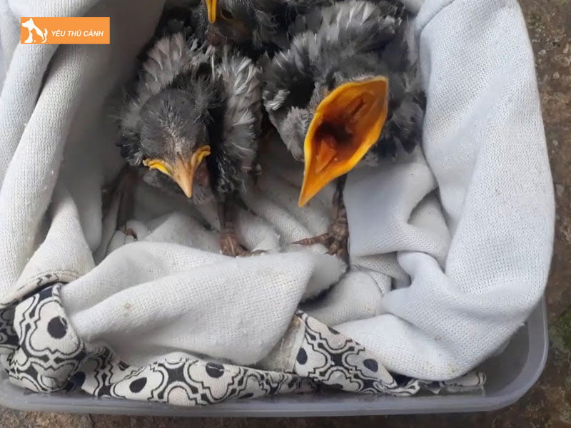 Thuc-an-cho-ca-cuong-non-thucanh