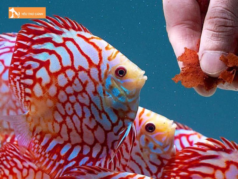 Thuc-an-cho-ca-dia-thucanh