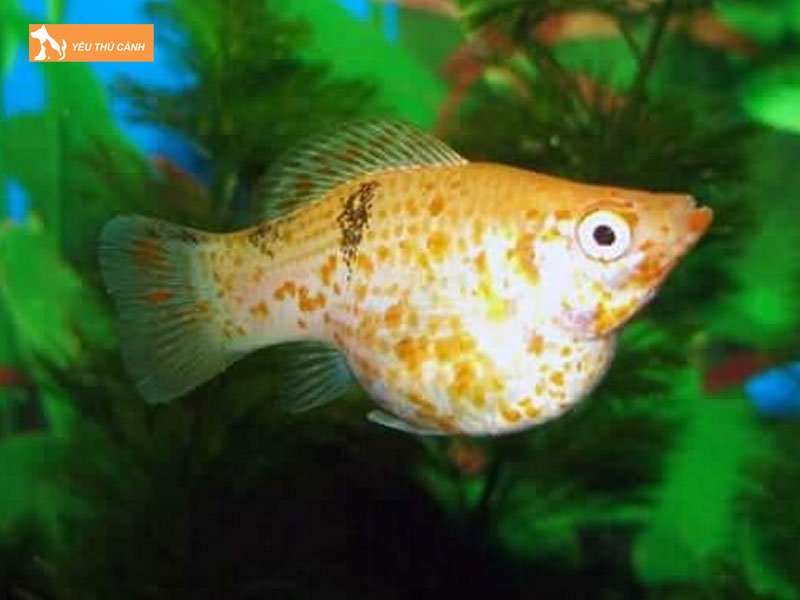 Thuc-an-cho-ca-tran-chau-thucanh