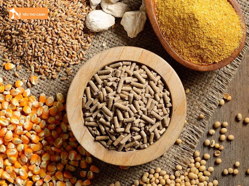 Thuc-an-cho-ca-tre-thucanh