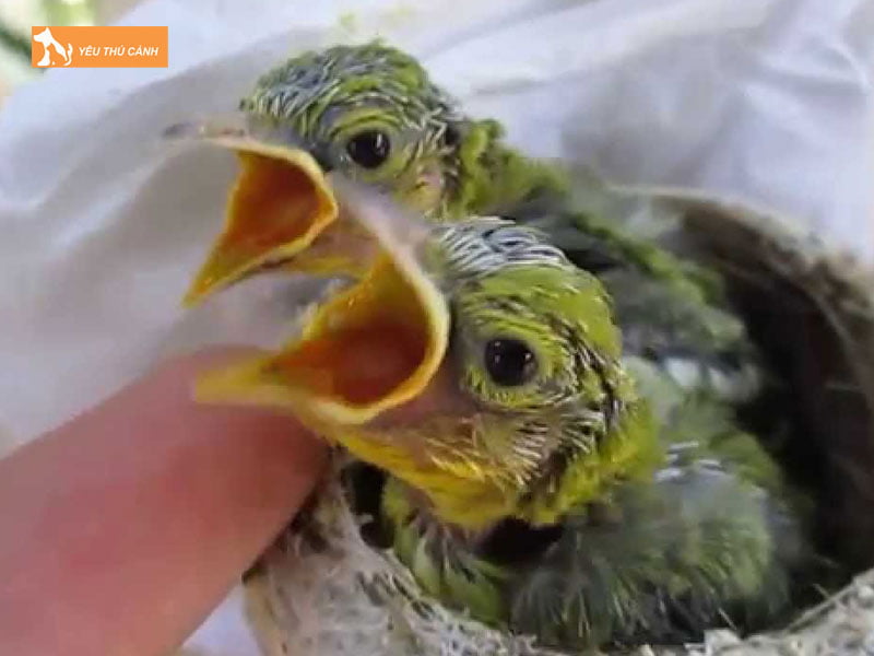 Thuc-an-cho-chim-huyt-co-thucanh