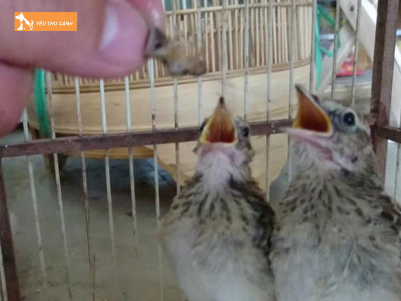 Thuc-an-cho-chim-son-ca-non-thucanh