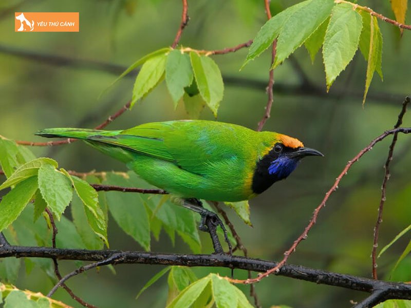 Thuc-an-cho-chim-thucanh