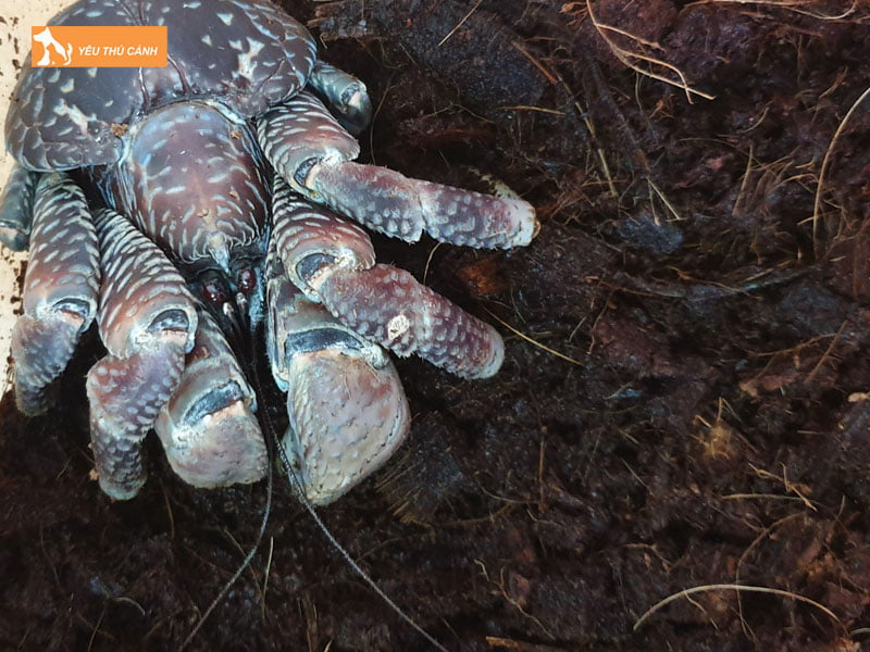 Thuc-an-cho-cua-dua-thucanh