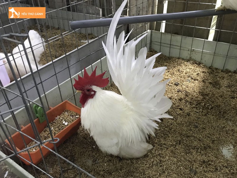 Thuc-an-cho-ga-serama-thucanh