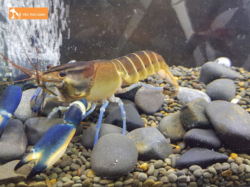 Thuc-an-cho-tom-crayfish-thucanh