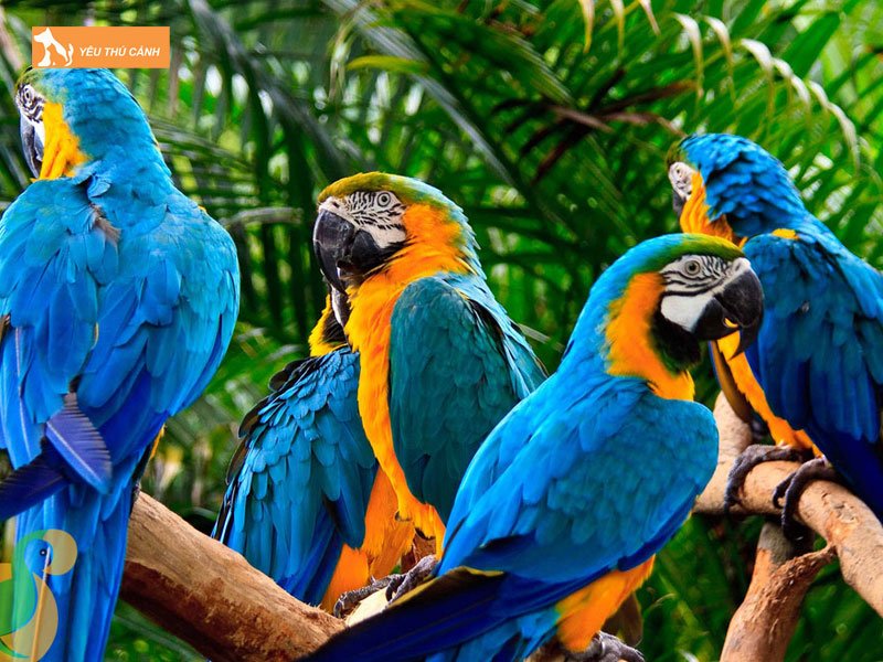 Thuc-an-cho-vet-xanh-thucanh