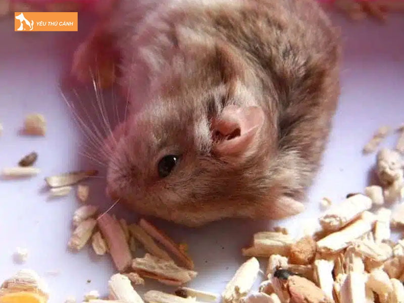 Thuc-an-hang-ngay-cua-hamster-winter-white-thucanh