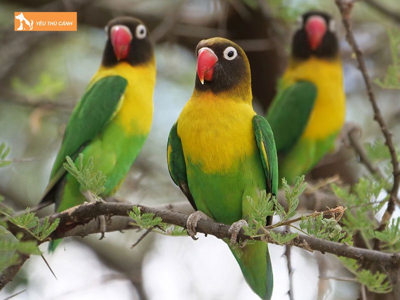 Tong-quat-ve-vet-lovebird-thucanh