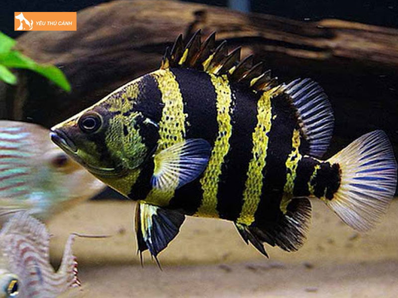 Ve-sinh-be-ca-thucanh