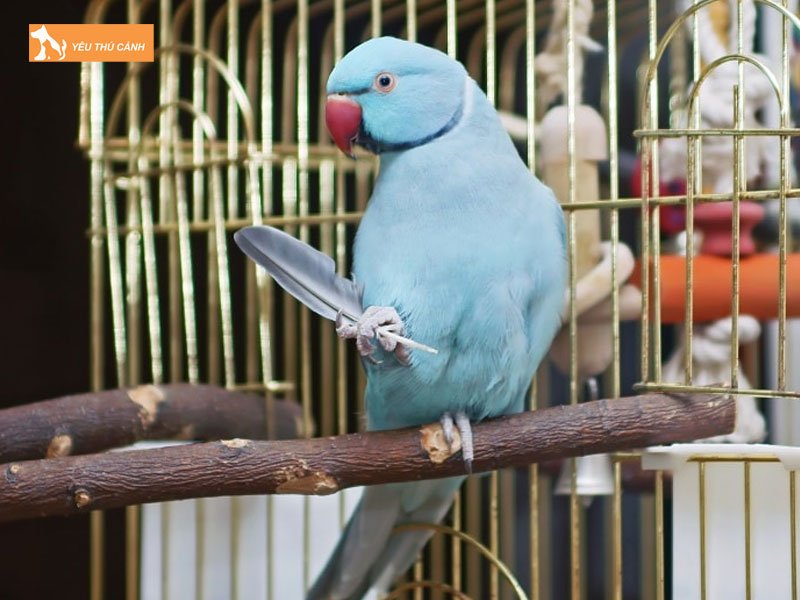 Vet-duoi-dai-an-do-indian-ringneck-parakeet-thucanh