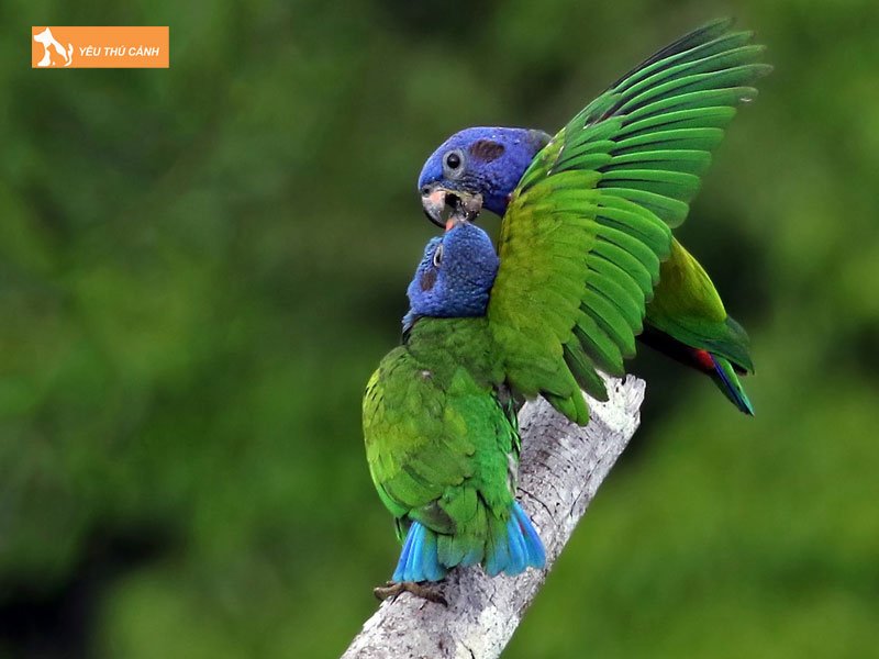 Vet-pionus-dau-xanh-blue-headed-pionus-thucanh
