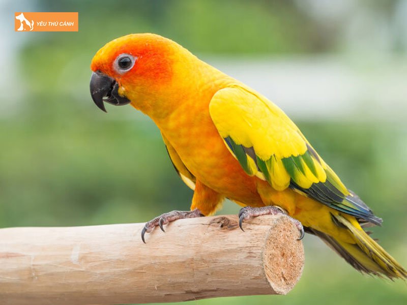 Vet-sun-conure-co-noi-duoc-khong-thucanh