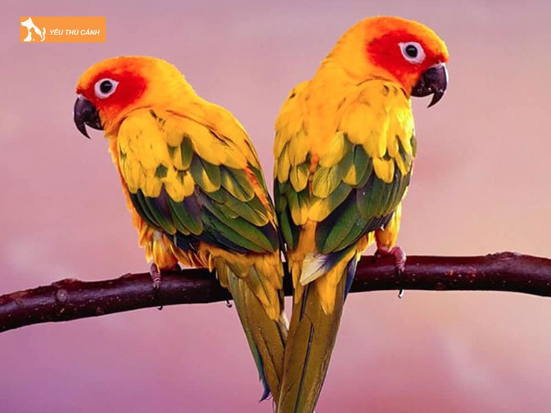 Vet-sun-conure-la-chim-gi-thucanh