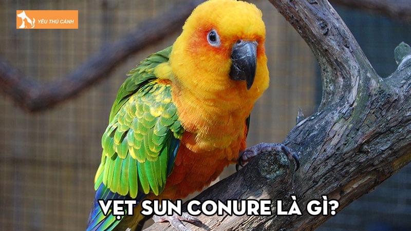 Vẹt Sun Conure là gì? Kinh nghiệm chăm sóc ra sao đúng cách? Vẹt Sun Conure là gì? Kinh nghiệm chăm sóc ra sao đúng cách?