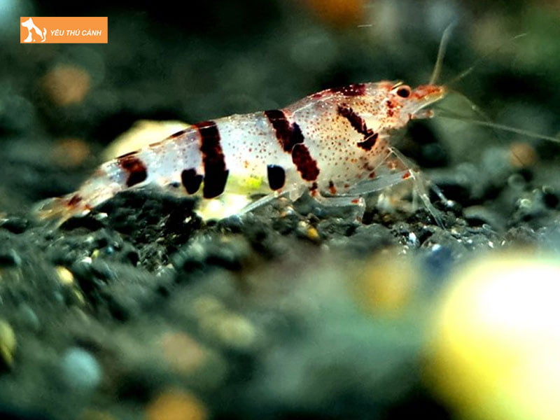 Be-nuoi-tep-thanh-mai-thucanh