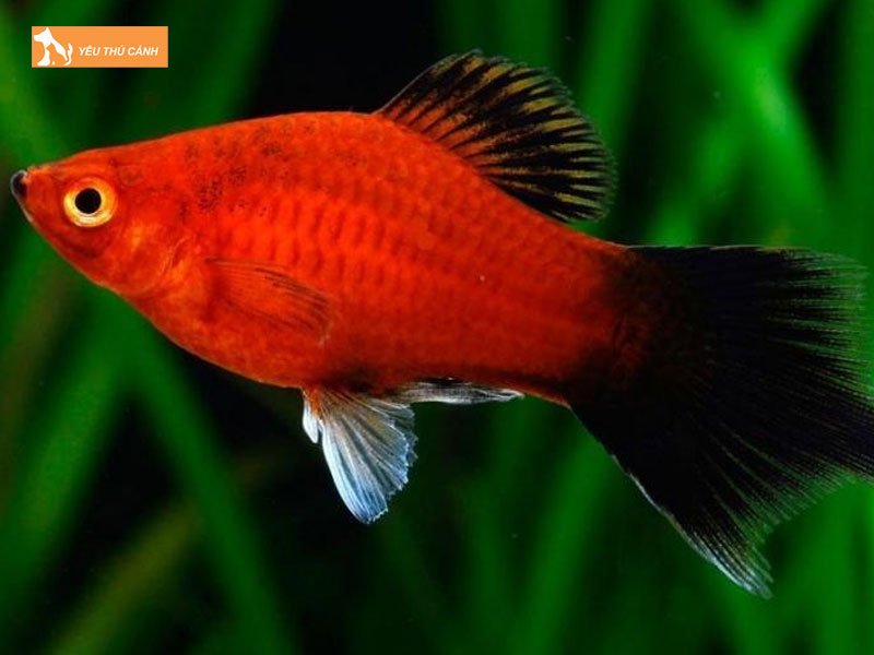 Ca-ha-lan-la-ca-gi-thucanh