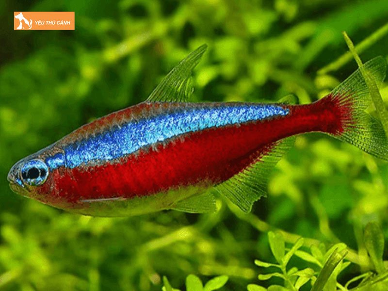 Ca-neon-vua-la-ca-gi-thucanh