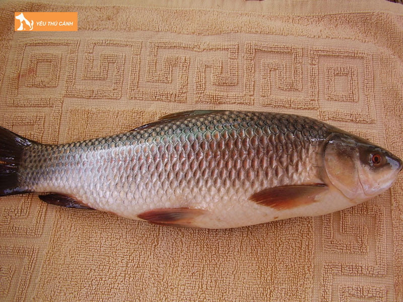 Ca-troi-la-ca-gi-thucanh