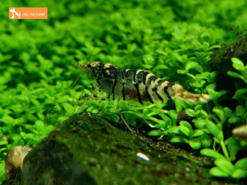 Cac-benh-thuong-gap-thucanh