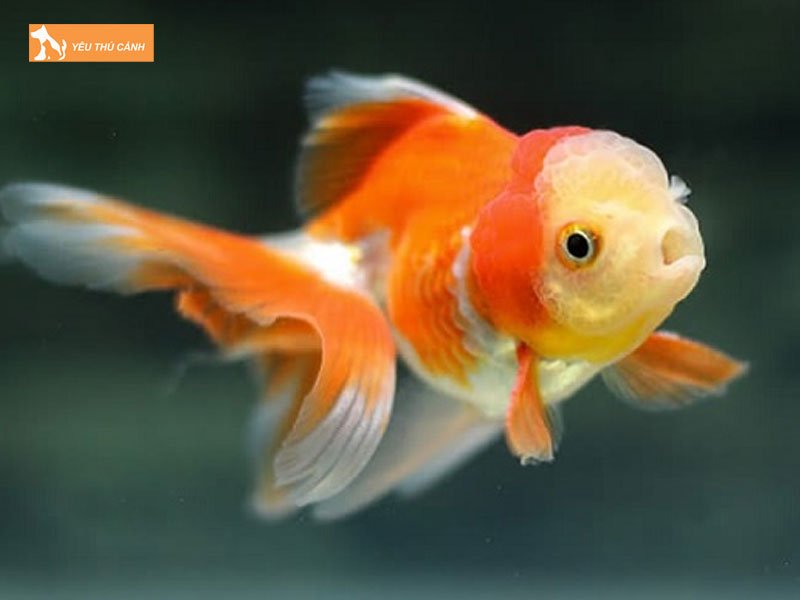 Cac-loai-bien-the-cua-ca-vang-dau-lan-oranda-thucanh