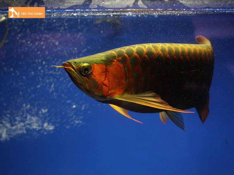 Cac-loai-ca-rong-highback-pho-bien-thucanh