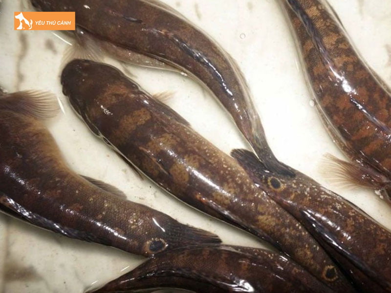 Cach-chon-ca-bong-dua-thucanh