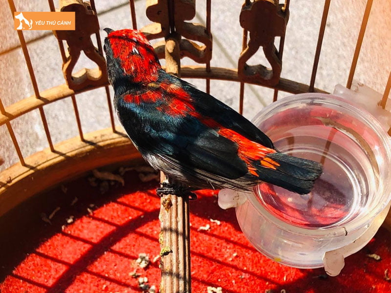 Cach-chon-chim-oc-mit-thucanh