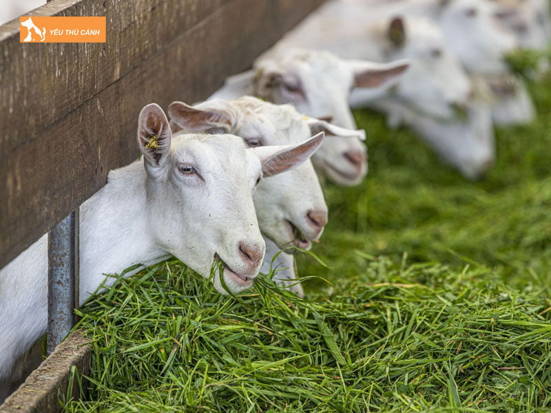 Cach-chon-de-huong-sua-thucanh