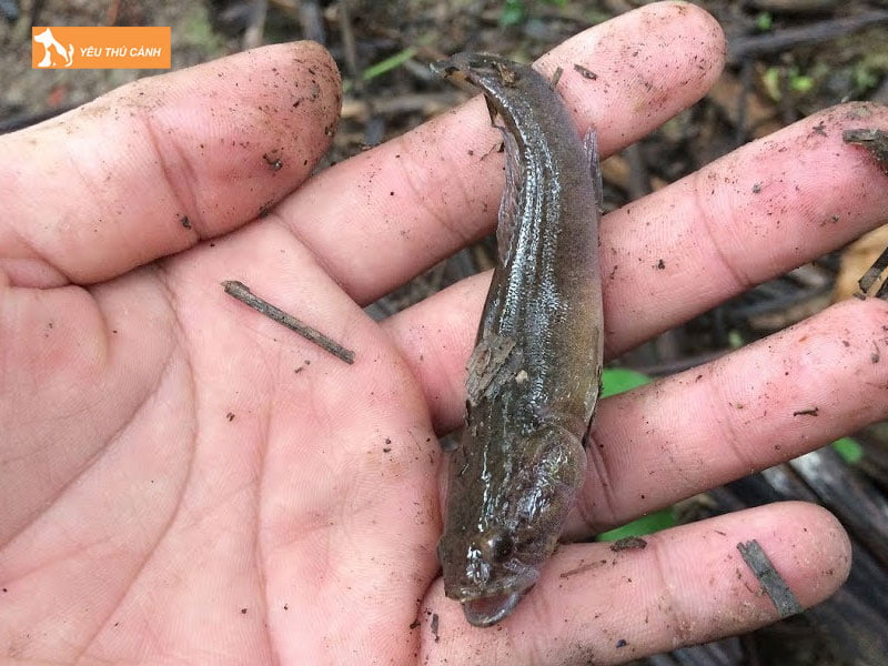 Cach-nuoi-ca-bong-dua-thucanh