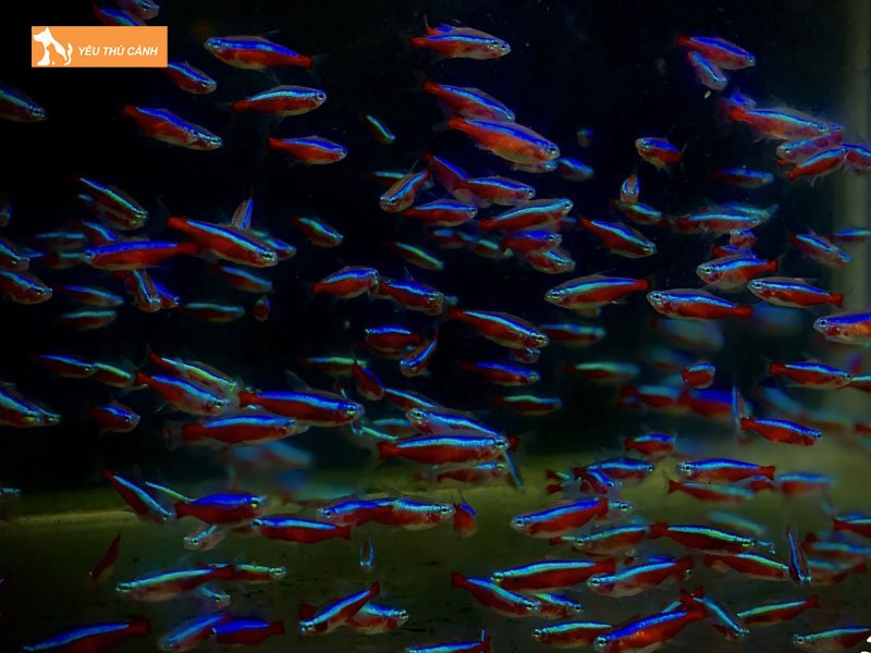 Cach-nuoi-ca-neon-vua-sinh-san-thucanh