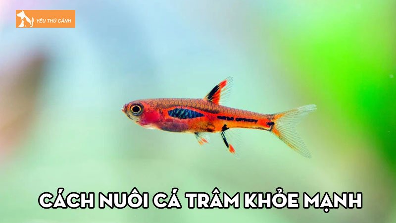 Cach-nuoi-ca-tram-khoe-manh-thucanh