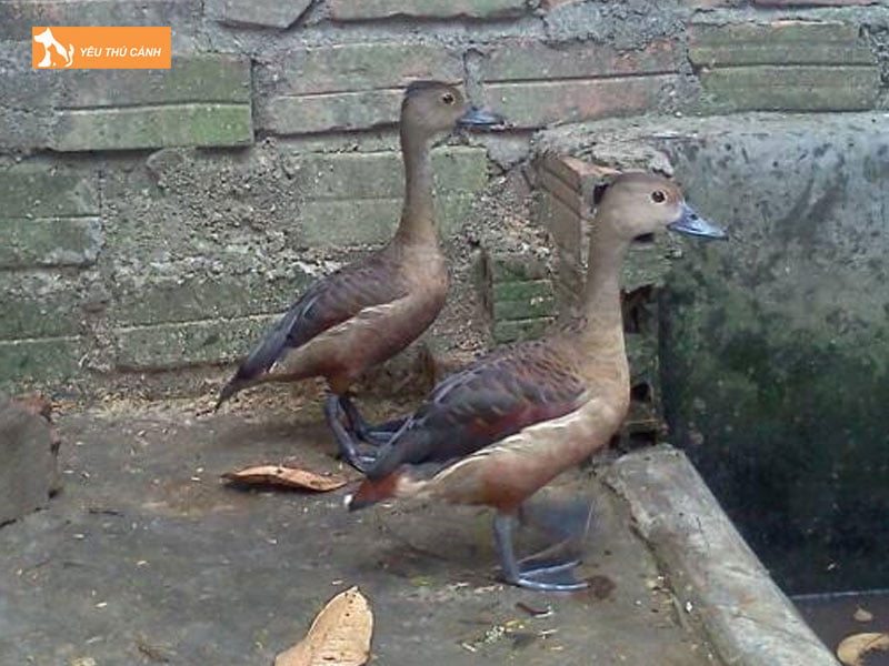 Cach-nuoi-chim-le-le-hieu-qua-thucanh