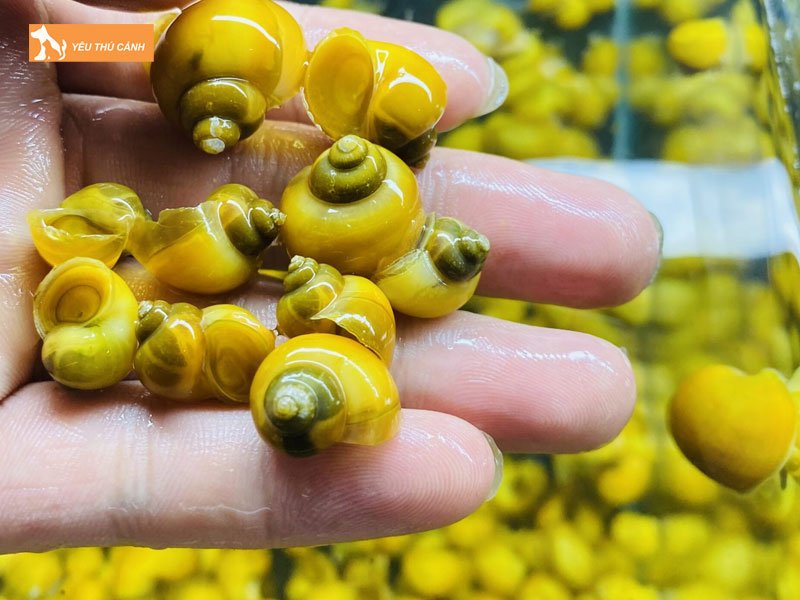 Cach-nuoi-con-giong-thucanh