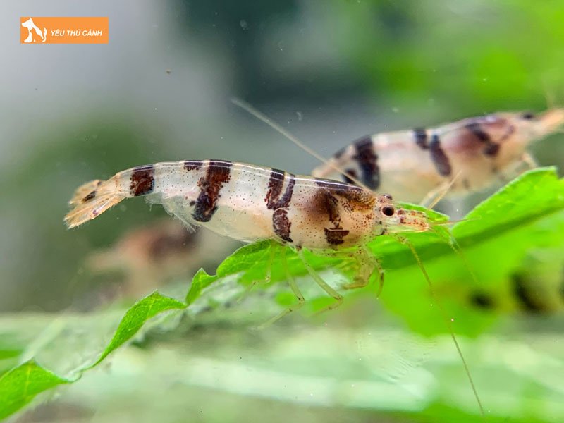 Cach-nuoi-tep-thanh-mai-sinh-san-thucanh