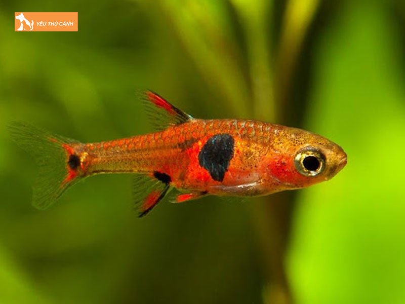 Cach-tha-ca-vao-be-thucanh