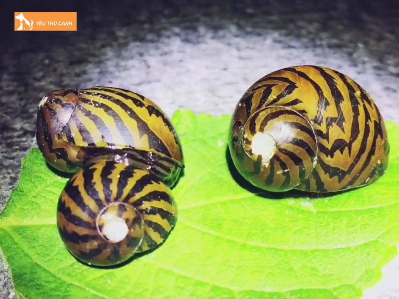 Cach-tha-oc-nerita-vao-ho-thucanh