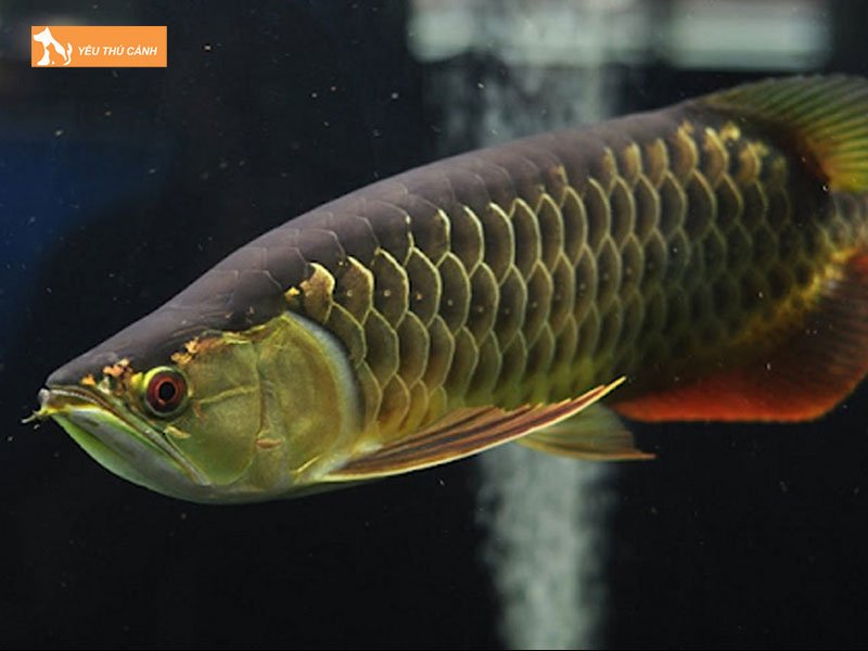 Cach-ve-sinh-be-ca-rong-thucanh