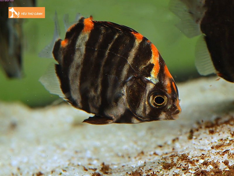 Cai-tao-ao-nuoi-thucanh