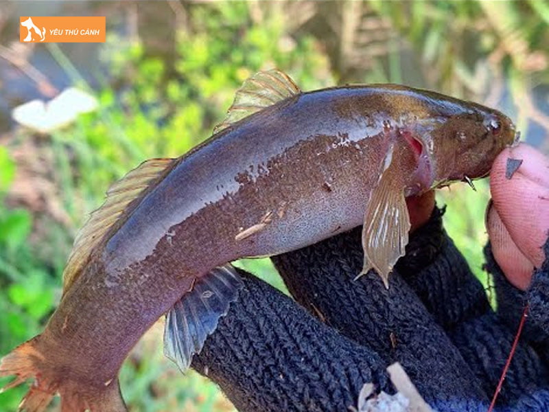 Cham-soc-ca-non-thucanh