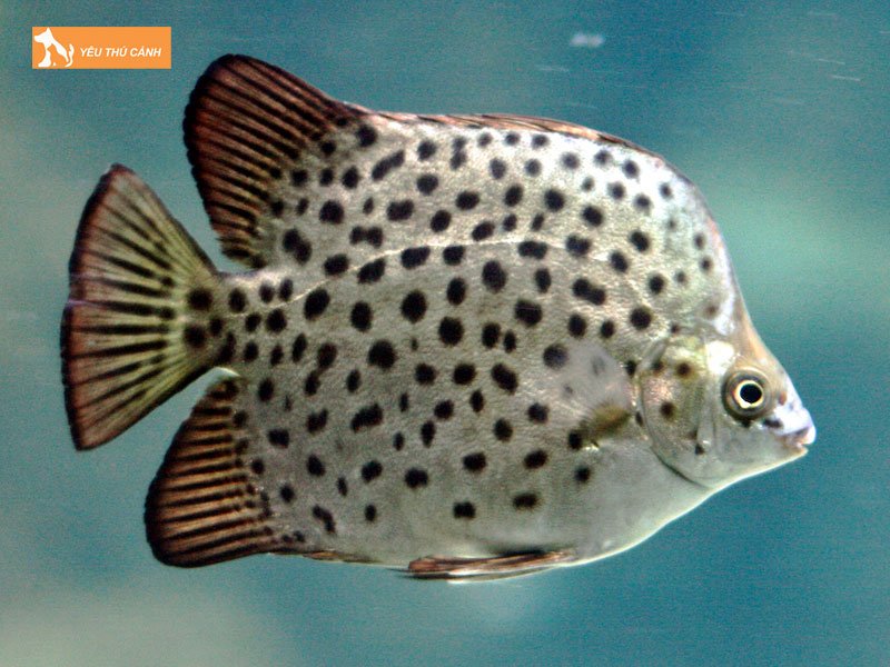 Cham-soc-va-quan-ly-ca-nau-thucanh