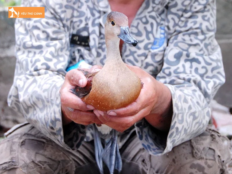 Che-do-dinh-duong-cho-chim-thucanh