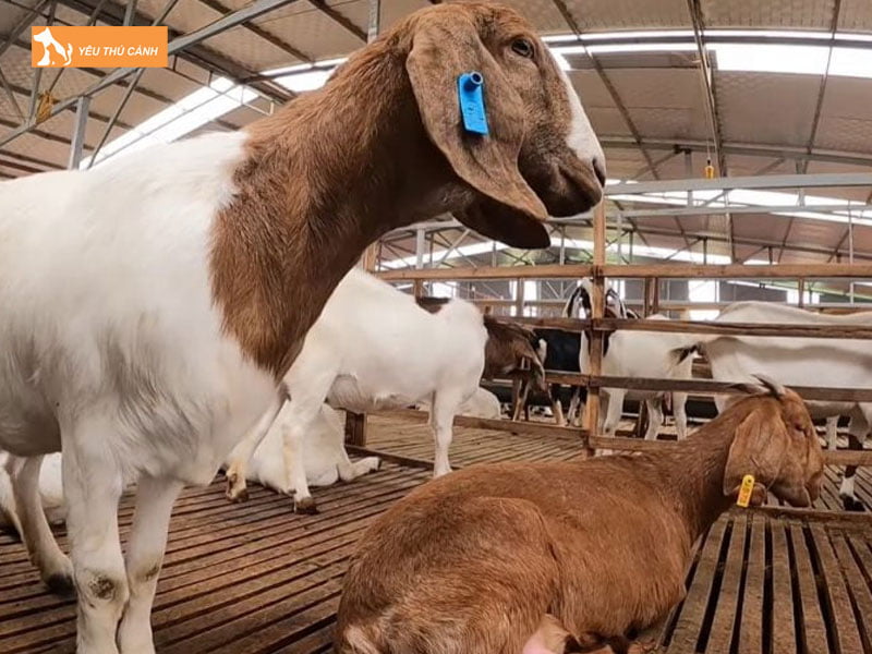 Che-do-dinh-duong-cho-de-thucanh